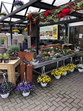 Beet- und Balkonpflanzen Frühjahr