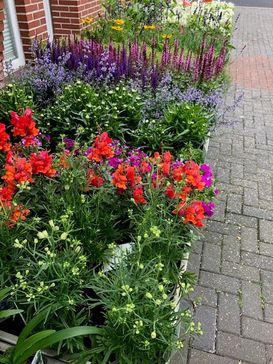 Beet- und Balkonpflanzen Sommer