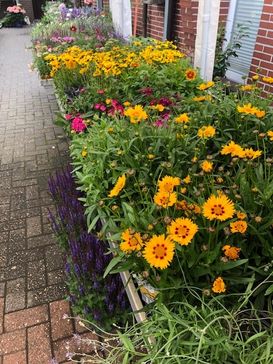 Beet- und Balkonpflanzen Sommer